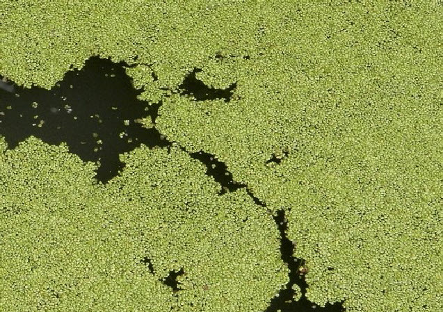 Early stages of blue-green algal bloom 