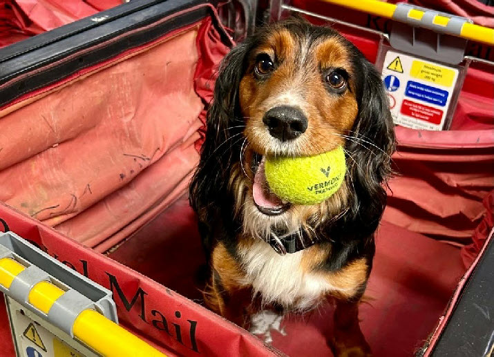 New Western Isles police dog, Viv, a 20-month-old cocker spaniel