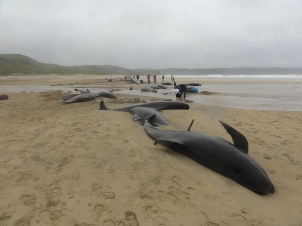 Pod of 55 pilot whales die after being stranded on a beach in Scotland