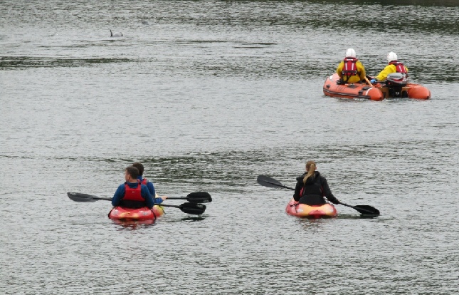 pod-of-dolphins-strand-ashore-in-stornoway-harbour