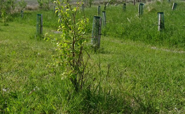 Young trees planting 