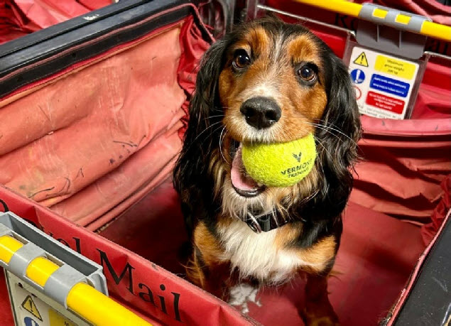 New Western Isles police dog, Viv, a 20-month-old cocker spaniel